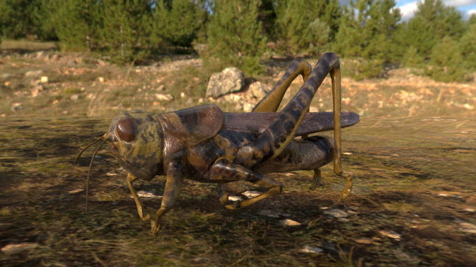 Grasshopper
